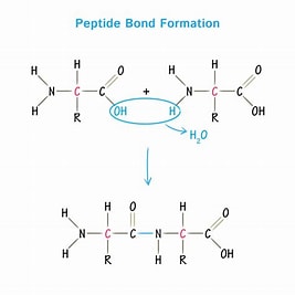 What Exactly Are Peptides?